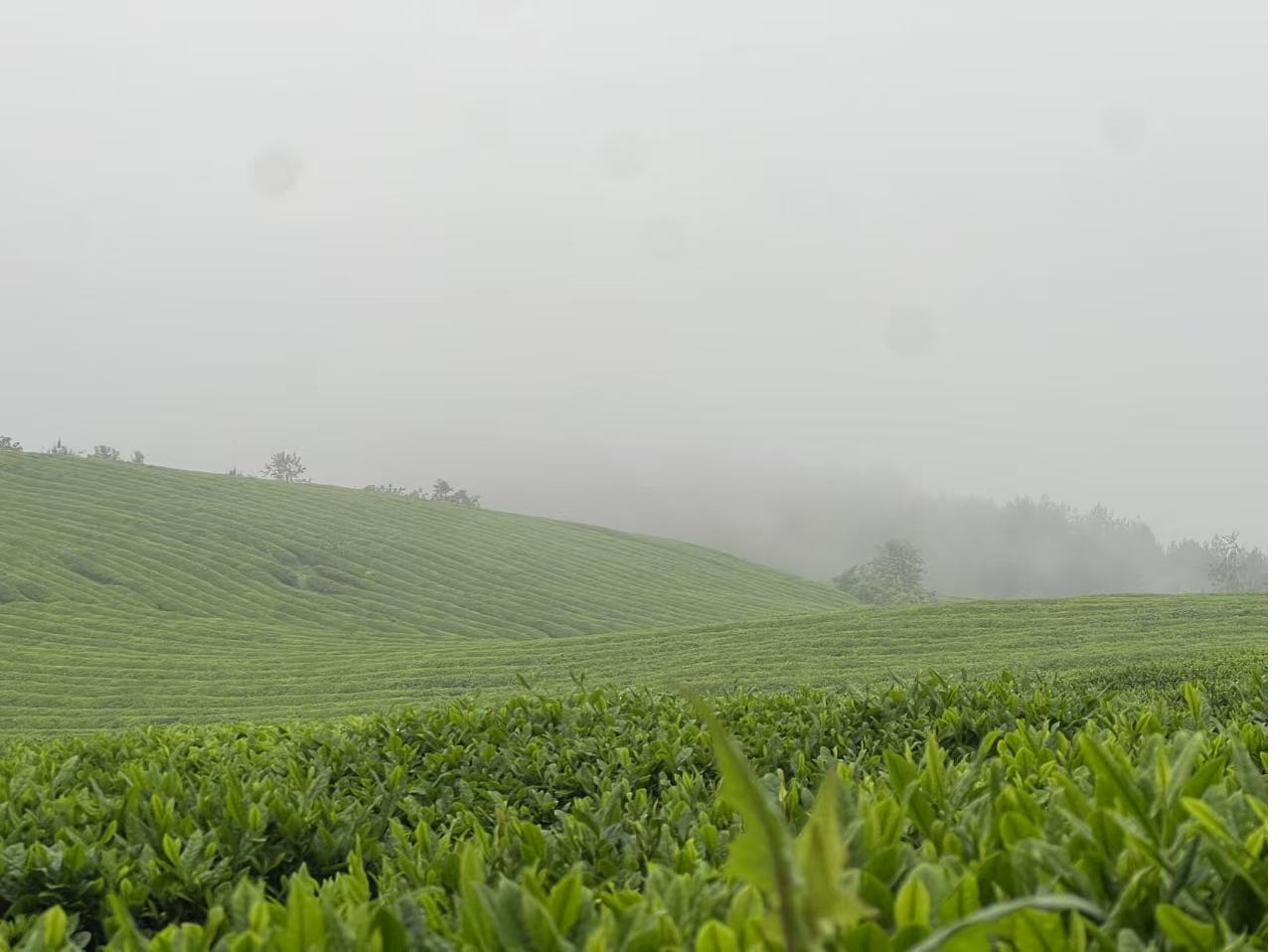 贵州茶山基地实景